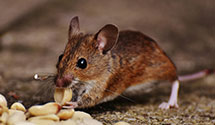 24 Hour & Emergency Exterminators in Vanderbilt University, TN
